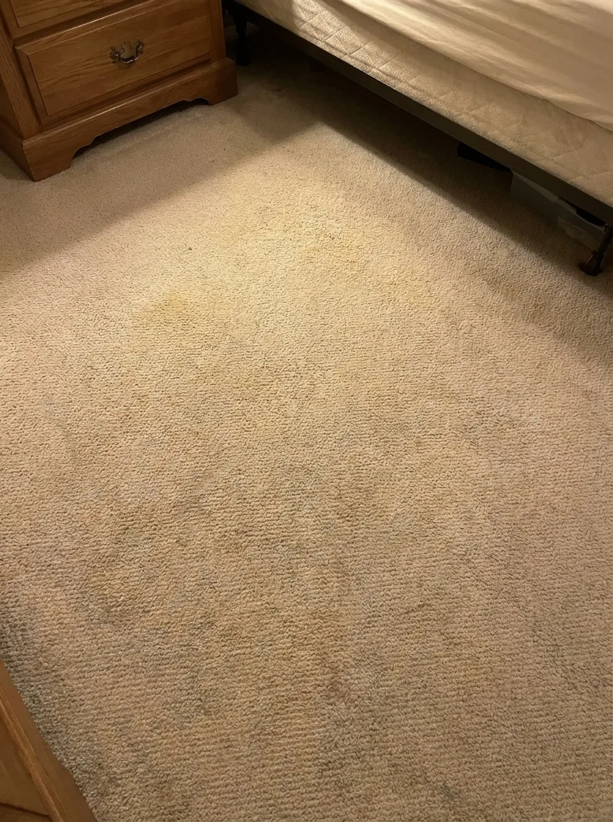 Carpet with pet stains fully removed after steam cleaning