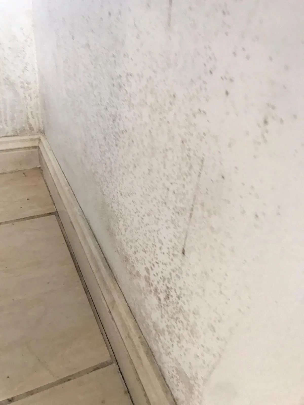 Wall mould before cleaning