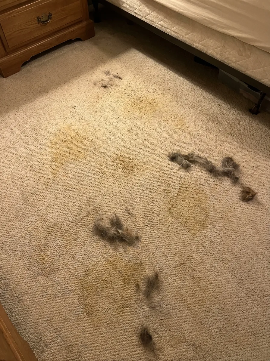 Carpet with visible pet stains and discolouration before cleaning
