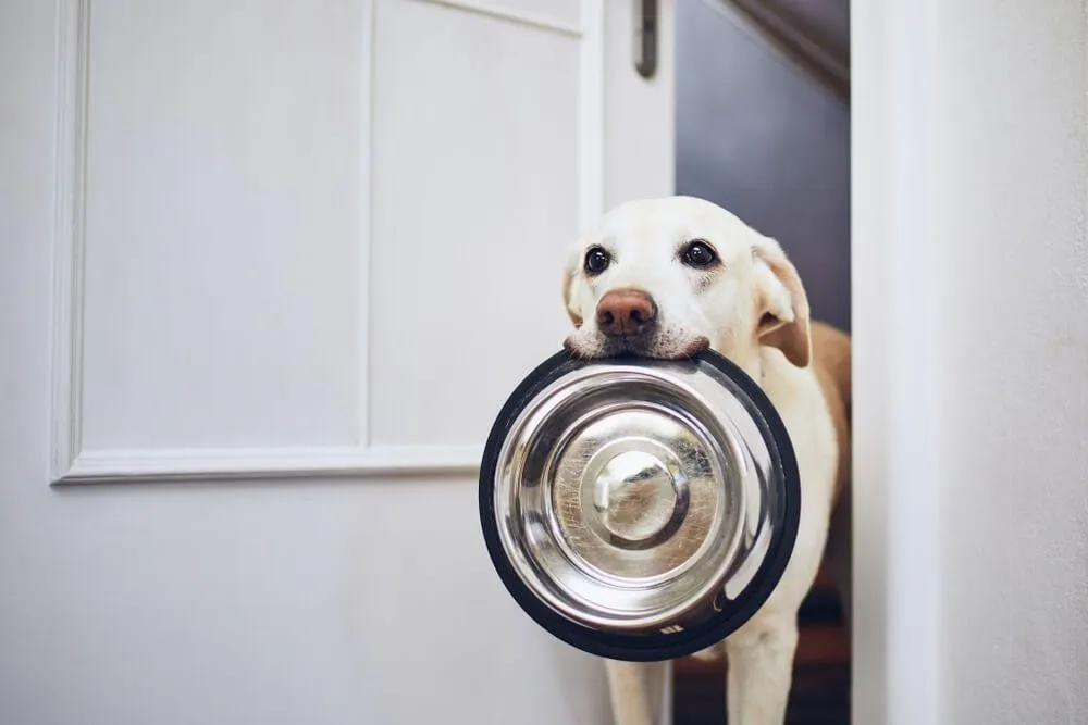 Dog Bowl