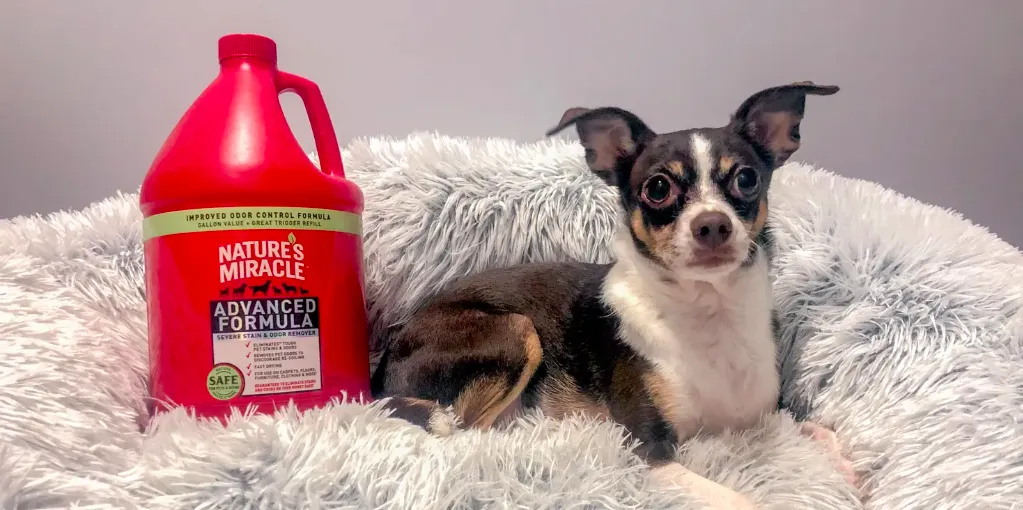 Deep Cleaning Pet Beddings
