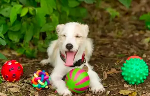 Happy Dog with Toys