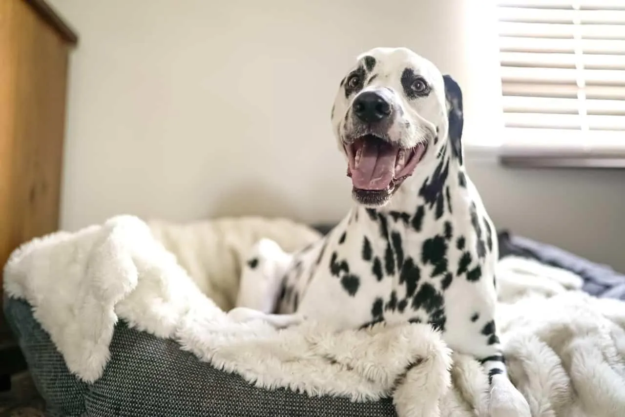 Cleaning Schedule for a House with Pets (A Comprehensive Guide)