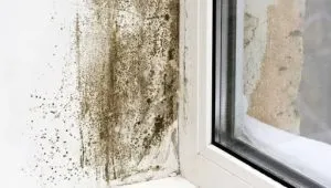 Mould growth on the wall